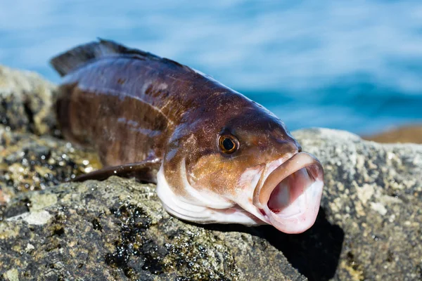 Freshly Caught Sea Fish Arabesque Greenling Bass Perch Lies Stone Stock Photo