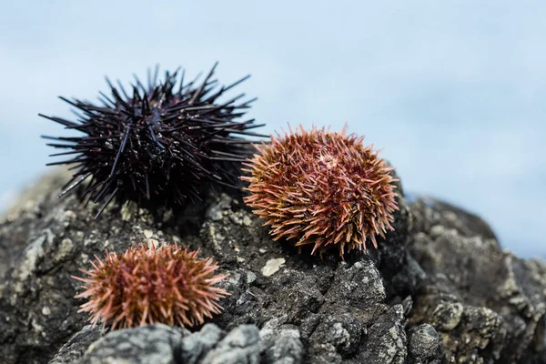 Live black and gray sea urchins lie on a stone