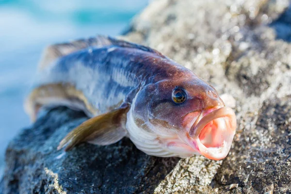 ปลาทะเลท บได สดปลาบาสส Arabesque — ภาพถ่ายสต็อก
