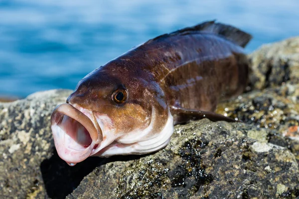 Świeżo Złowione Ryby Morskie Arabesque Greenling Okoń — Zdjęcie stockowe