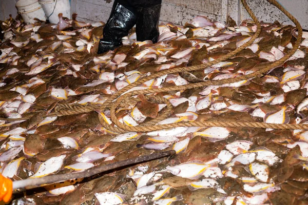 Los Pescadores Clasifican Los Peces Platija Capturados Noche Los Barcos — Foto de Stock