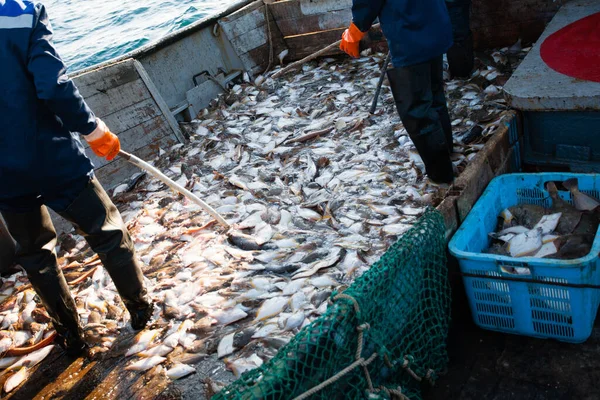 Рибалки Сортують Рибу Спійману Палубі — стокове фото