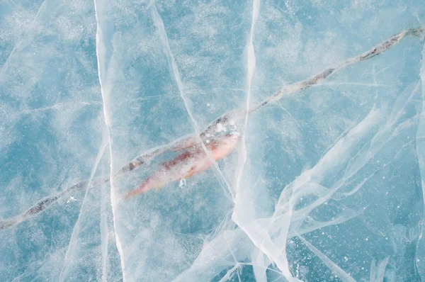 鱼冻在冰 — 图库照片