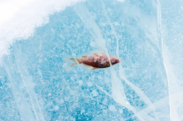 Fish frozen in ice