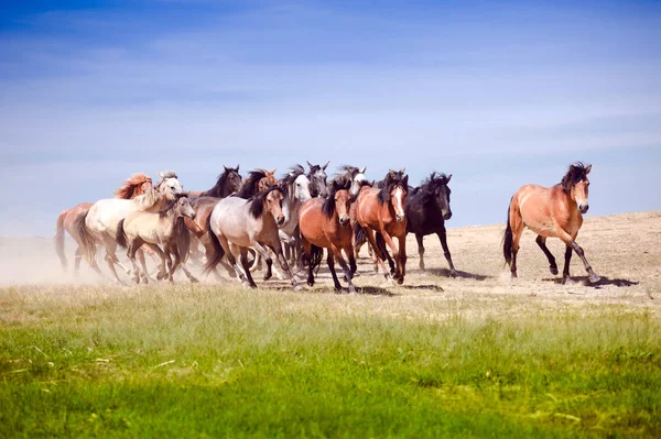 Uma manada de jovens cavalos correndo muito rapidamente Imagens Royalty-Free