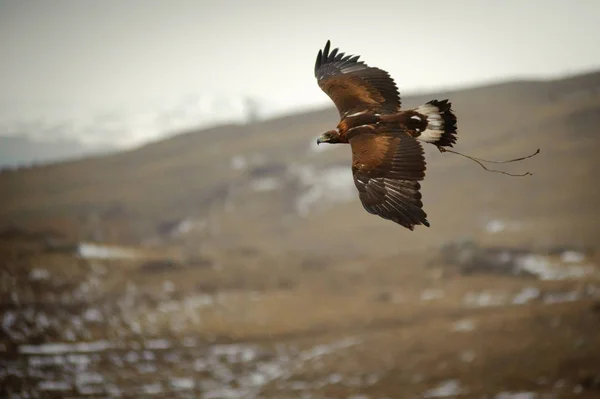 国際大会"Kansonar"狩猟の巨匠の狩猟鳥とカザフスタン共和国の独立記念日に捧げ。2017 年 12 月 9 日. — ストック写真