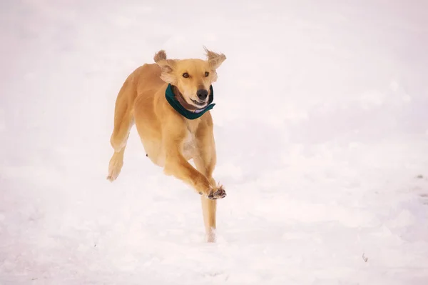 A beautiful greyhound dog chasing prey in the snow.