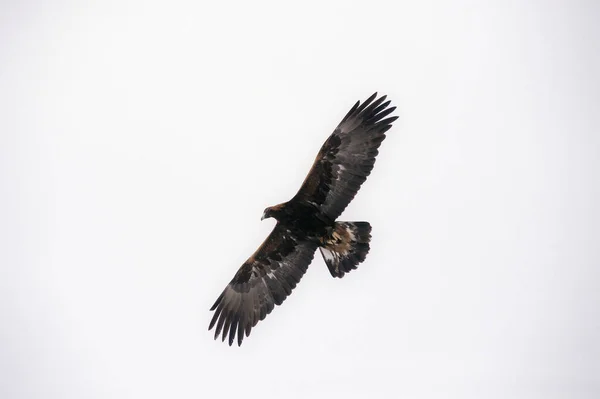 Pássaro de caça à procura de presas, voa no ar . — Fotografia de Stock