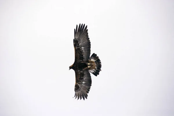 Pássaro de caça à procura de presas, voa no ar . — Fotografia de Stock