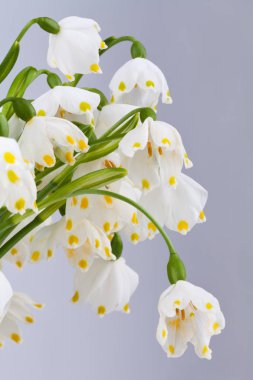 Bahar kar tanesi (göl vernum) detay