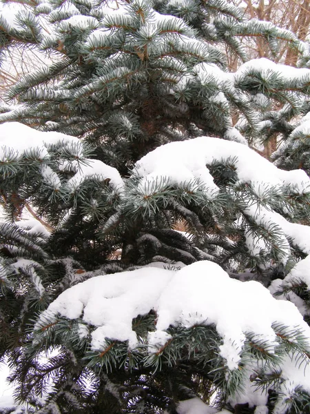 Pine-tree in winter — Stock Photo, Image