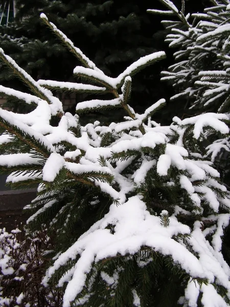 Abeto en temporada de invierno — Foto de Stock