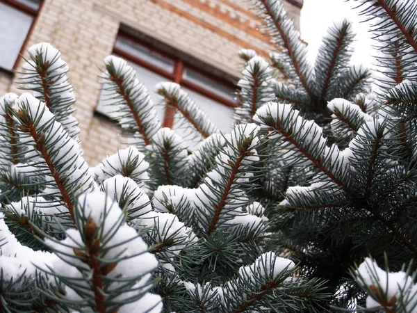 Snow on the branches of fir — Stock Photo, Image