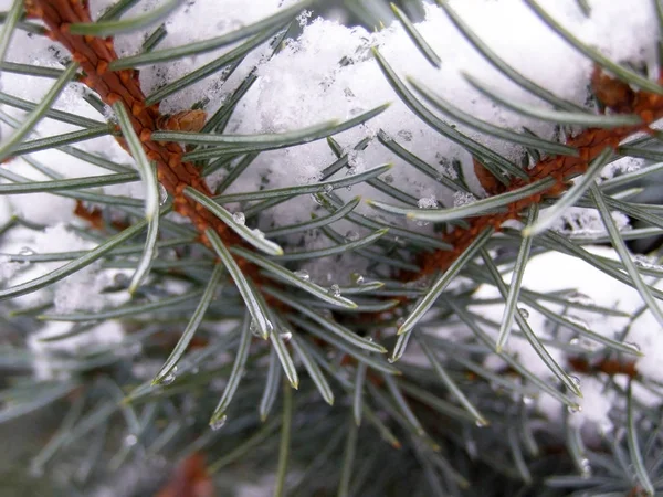 La nieve sobre el árbol - el abeto invernal — Foto de Stock