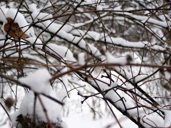 Nieve en las ramas — Foto de Stock
