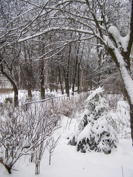 Nieve en los árboles — Foto de Stock