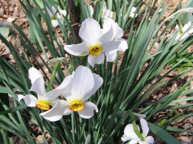 beyaz çiçekler - narsisli bitki