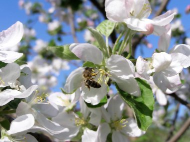 Elma çiçekleri ve arı çiçekleri döller.