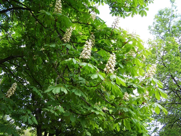 Fleurs Châtaignier Printemps — Photo