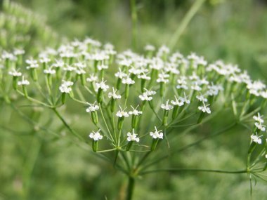 Çayırda beyaz çiçekli bitki