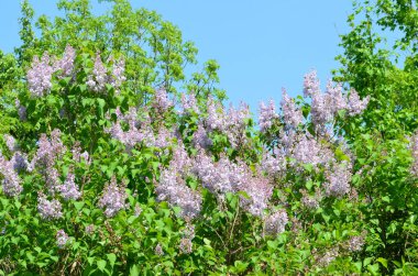 Şırınga - uzun leylak bitkisi 