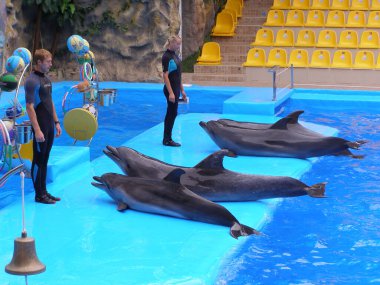 Havuzda eğitimli yunuslar