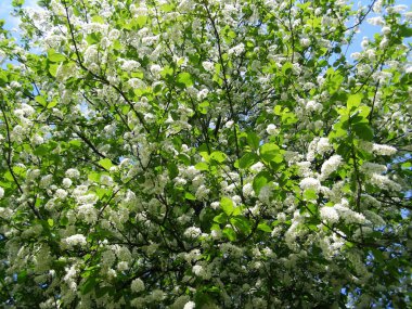 Parkta kuş kirazı çiçekleri