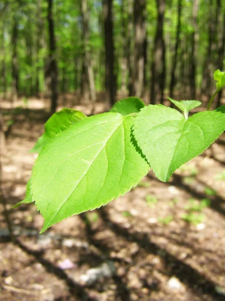 Zöld Levelek Tavaszi Erdőben — Stock Fotó