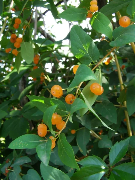 Portakal Dikeni Ayı Ağacı Rhamnus — Stok fotoğraf
