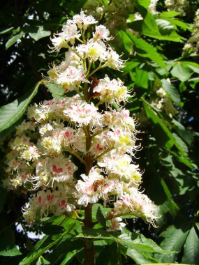 Kestane çiçekleri yakın plan