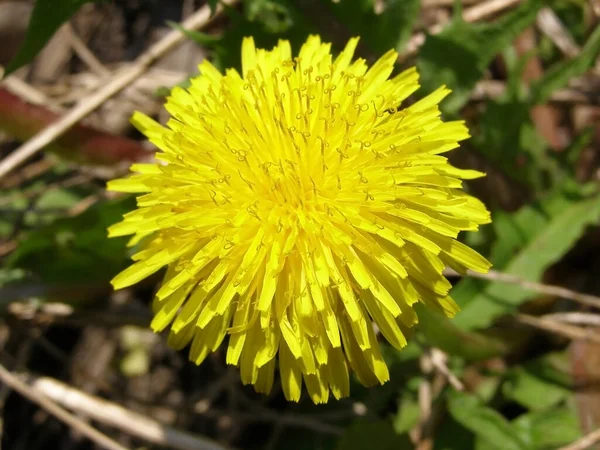 Bright Yellow Dandelion Spring — Stock Photo, Image