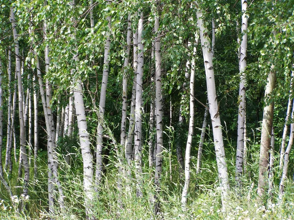 Witte Berken Bomen Zomer — Stockfoto