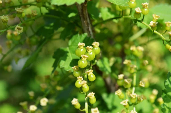 Unripe Berries Bush Currant — Stock Photo, Image