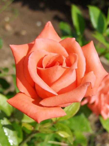 Rosa Rosa Florece Jardín — Foto de Stock