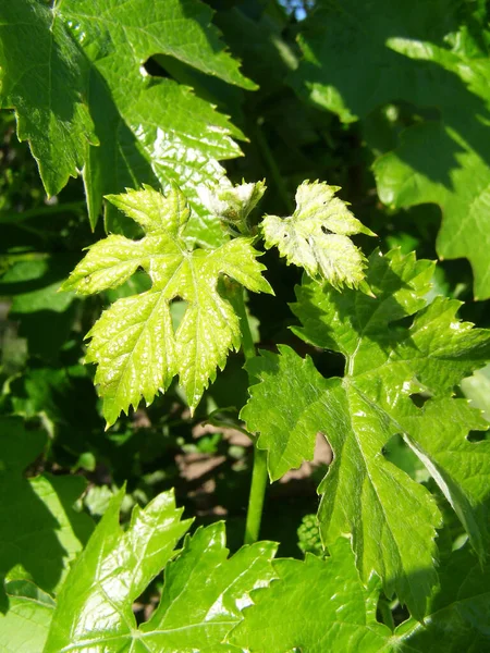 Zielone Liście Winogron Ogrodzie — Zdjęcie stockowe