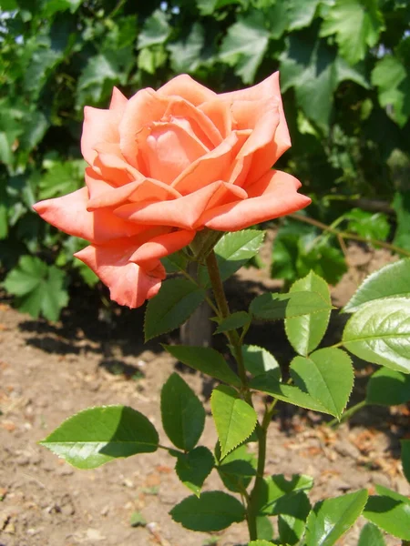 Rosa Rose Garten — Stockfoto