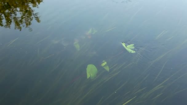 Озеро с водными лилиями — стоковое видео