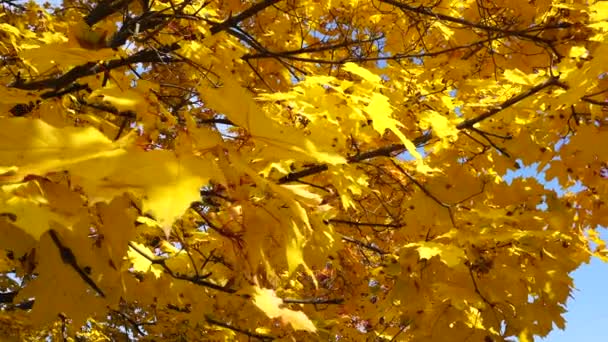 Hojas amarillas en el parque de otoño — Vídeos de Stock