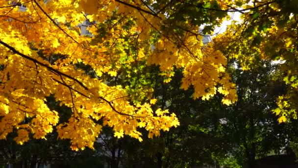 Κίτρινα φύλλα το φθινόπωρο πάρκο πόλης — Αρχείο Βίντεο