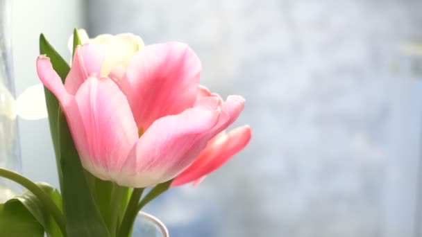 Belleza flores tulipanes — Vídeos de Stock