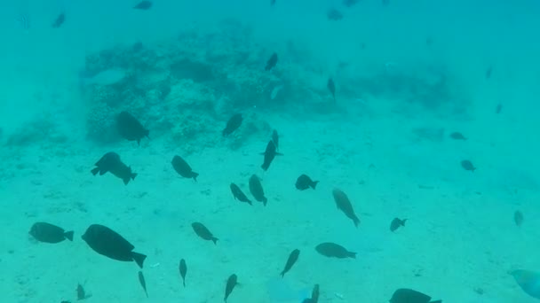Подводная жизнь вблизи кораллов — стоковое видео