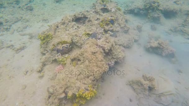 Conchas marinas en el fondo del Mar Rojo — Vídeo de stock