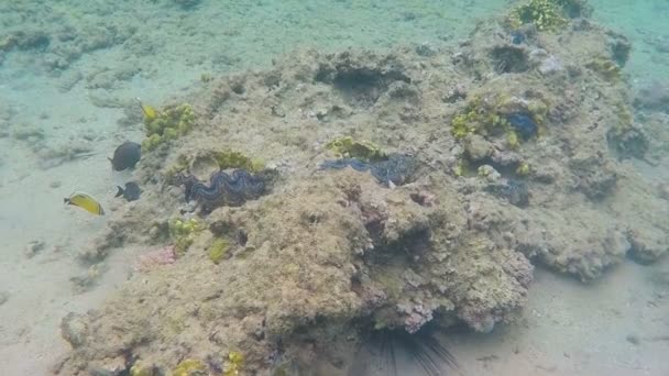 Conchas marinas en el mar azul — Vídeo de stock