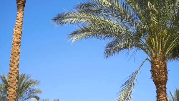 Пальмы в тропической стране — стоковое видео