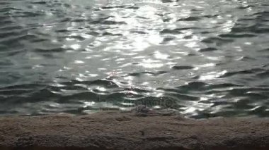 Deniz zekâ dalgalar üzerinde bakıyor