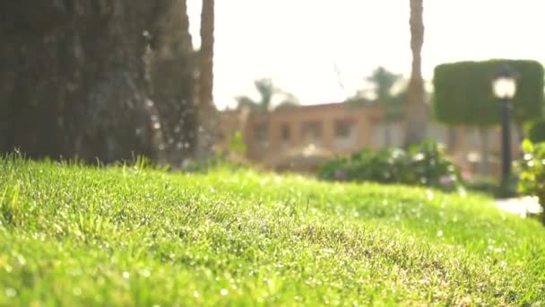 Gotas en las luces sobre hierba verde — Vídeo de stock