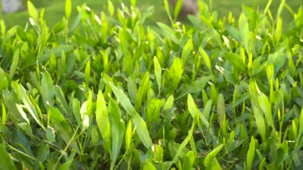 Verse groene bladeren op bush — Stockvideo