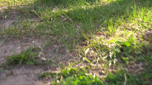 Retrato de una niña en el parque — Vídeo de stock