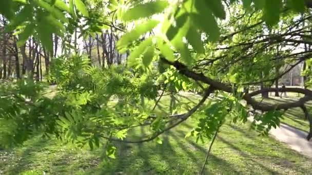 Baby blickt auf großen Baum im Park — Stockvideo