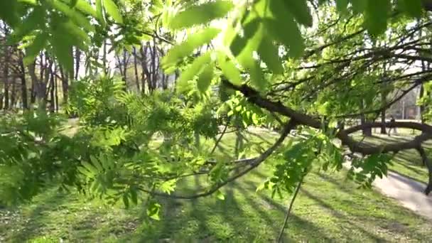 Bambino guardando grande albero nel parco — Video Stock